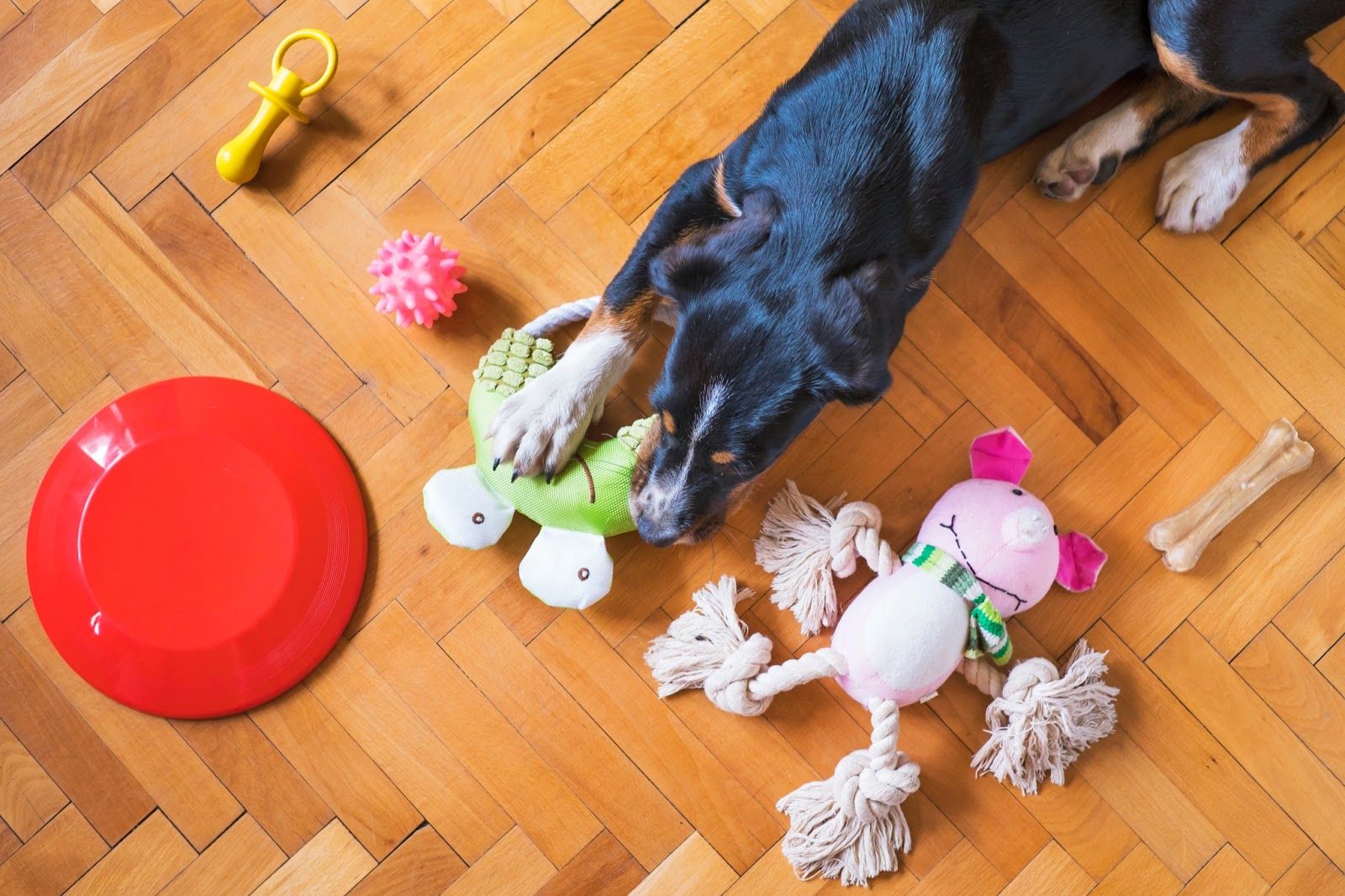 black dog playing with chew toys