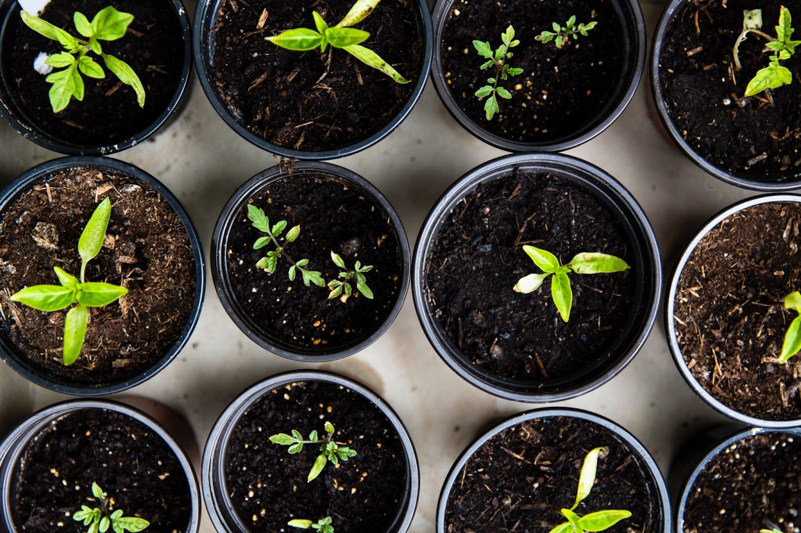  cluster of plants in their pots